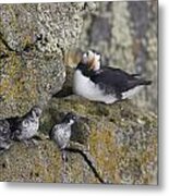 Least Auklets Perched On A Narrow Ledge Metal Print