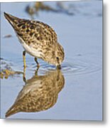 Least Sandpiper With A Reflection Metal Print