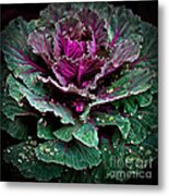 Decorative Cabbage After Rain Photograph Metal Print