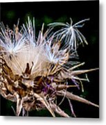 Leaving The Nest Metal Print