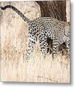 Leopard 1 Metal Print