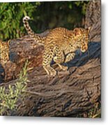 Leopard Cub Incoming Metal Print