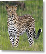 Leopard Sabi-sands Game Reserve South Metal Print