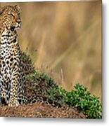 Leopard Scanning The Area Metal Print