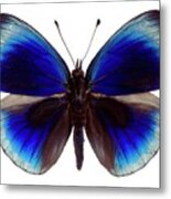 Leprieur's Glory Butterfly Metal Print