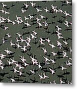 Lesser Flamingo Flock Flying Lake Kenya Metal Print