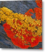 Lichens On A Rock Metal Print