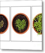 Life Of Cress On White Metal Print