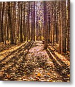 Light In The Forest Metal Print