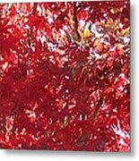 Light Of A Maple Tree Metal Print