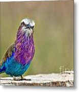 Lilac Breasted Roller With Attitude Metal Print