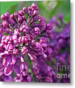 Lilac Dizzy Metal Print