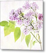 Lilac Metal Print