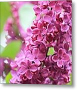 Lilacs In Full Bloom Metal Print