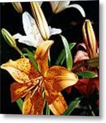 Lilies Assorted Colors Metal Print