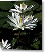 Lillies Metal Print