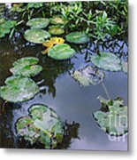 Lilly Pad Reflections Metal Print