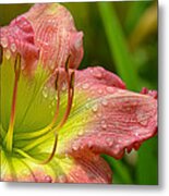 Lily After The Rain Metal Print