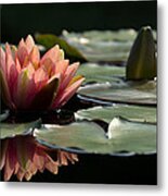 Lily In Light Metal Print