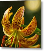 Lily In Orange And Yellow Metal Print