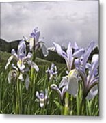 Lily Of The Mountains Metal Print