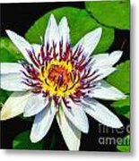 Lily On The Water Metal Print