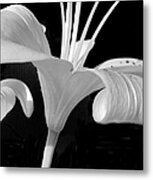 Lily Parts Black And White 2 Metal Print