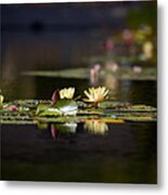 Lily Pond Metal Print