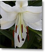 Lily Queen Metal Print