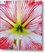 Lily Wow Metal Print