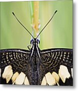 Lime Butterfly Metal Print