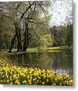 Lined With Daffodils Metal Print