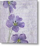 Linum Metal Print