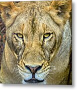 Lion Closeup Metal Print