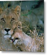 Lion Cub Greets Mother Metal Print