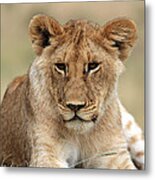 Lion Portrait Metal Print