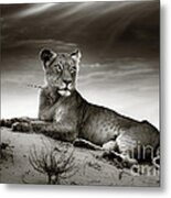 Lioness On Desert Dune Metal Print