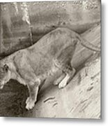 Lioness Sepia Metal Print