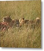 Lions In The Maasai Mara Park In Kenya Metal Print
