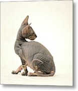 Little Naked Peterbald Boy Metal Print