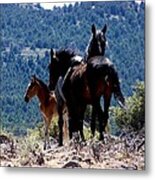 Lively Young Wild Horse Band In Nevadan Mountains Metal Print