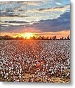 Living In High Cotton Metal Print