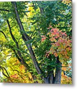 Local Fall Foliage Metal Print
