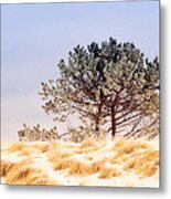 Lone Pine Metal Print