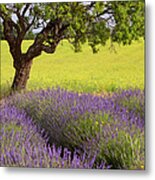 Lone Tree In Provence Metal Print