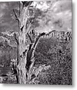 Lone Tree Metal Print