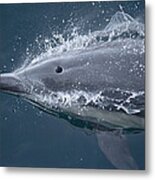 Long-beaked Common Dolphin Baja Metal Print