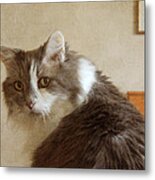 Long-haired Cat Portrait Metal Print