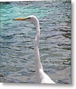 Long Neck Metal Print