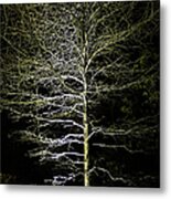 Longwood Gardens - Winter Tree Metal Print